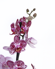 Mini orquideas Phaleonopsis Bicolor