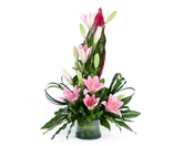 Lilium