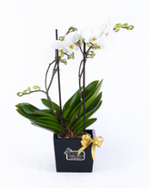 Mini Orquideas Phaleonopsis Blanca