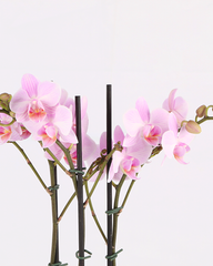 Mini Orquidea Phalaenopsis