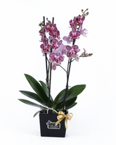 Mini orquideas Phaleonopsis Bicolor