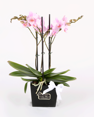 Mini Orquidea Phalaenopsis